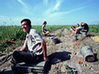 Китайцы засеют поля Челябинской области огурцами и томатами 