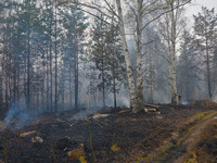 Ущерб от лесных пожаров в УрФО может составить до 4 млрд рблей