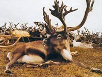 yamal_deers