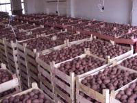 Пермский край заинтересовал Турцию урожаем картофеля