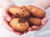 Власти Пермского края потратят 585 миллионов рублей на производство картофеля