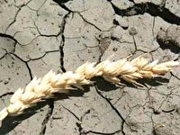 Уральских аграриев допекают засуха и ВТО