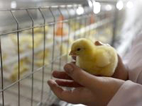 Правительство Свердловской области готовит птицефабрики к приватизации