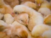 Уральские цыплята  отправятся на птицефабрики Китая