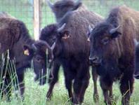 Якутские бизоны могут переехать на Ямал