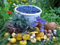 Итальянские ритейлеры закупят сибирские лесные ягоды