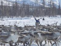 Ямальскую оленину заготовят по европейским стандартам