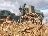 Аграрии Курганской области согласны с государственными ценами на зерно