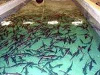 "Югорский рыбоводный завод"  наполнит сибирские  реки муксуном и осетром