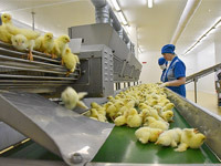 Свердловская область увеличила экспорт сельхозпродукции почти на 60%